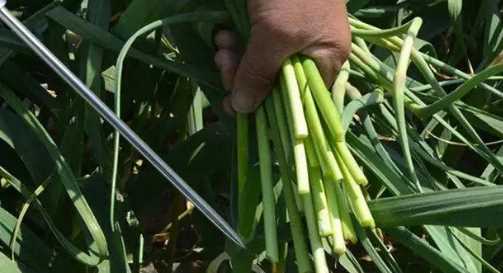 蒜苔怎么抽不斷,怎樣抽蒜苔不會(huì)斷視頻圖3