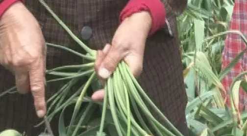 蒜苔怎么抽不斷,怎樣抽蒜苔不會(huì)斷視頻圖4