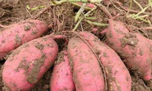 含va高的食物有哪些,什么食物中維生素a含量高嗎圖4