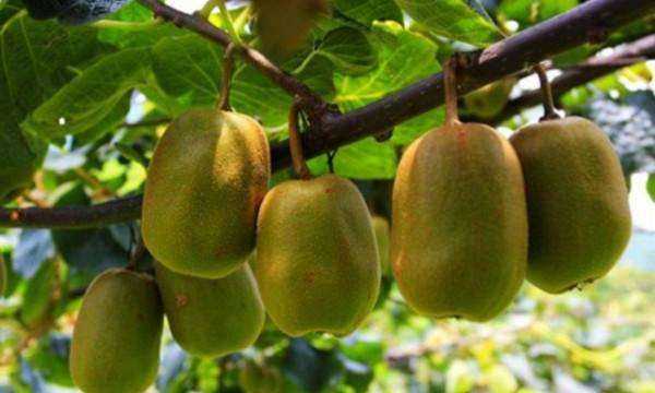 獼猴桃怎么催熟快一點(diǎn),獼猴桃怎么催熟最簡(jiǎn)單的方法圖6