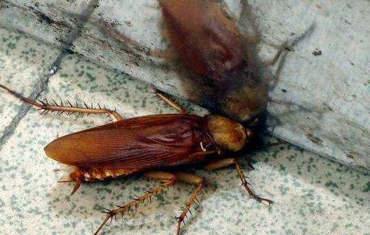 蟑螂為什么會(huì)飛,蟑螂為什么會(huì)飛圖11