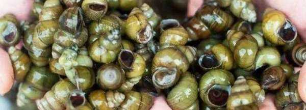 螺絲吃哪個部位,螺絲哪里能吃哪里不能吃圖圖2