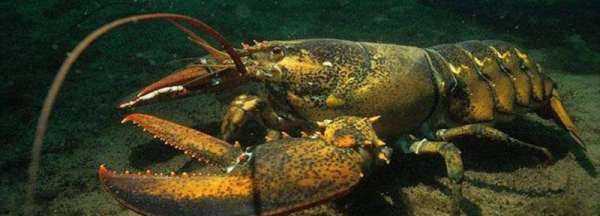 下雨天龍蝦會出來,下雨天龍蝦會出來嗎圖2