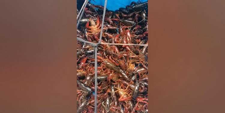 下雨天龍蝦會飛嗎?