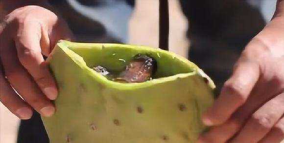 駱駝敢吃仙人掌，不怕扎到嘴嗎