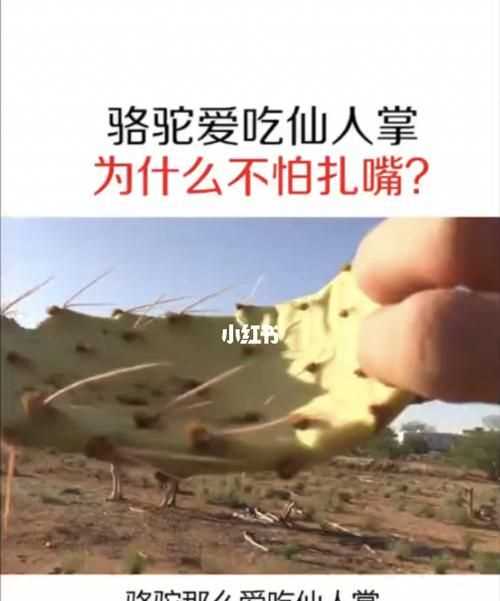 吃仙人掌不覺得扎嘴的是哪種動物