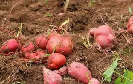 雪蓮果皮可以吃嗎，雪蓮果干上的白色粉末是什么東西？圖3