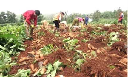 雪蓮果皮可以吃嗎，雪蓮果干上的白色粉末是什么東西？圖4