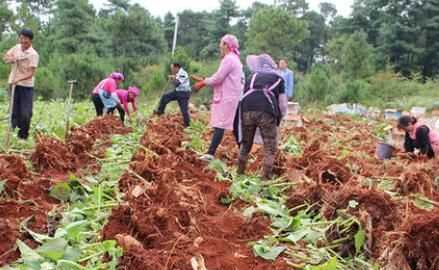 雪蓮果皮可以吃嗎，雪蓮果干上的白色粉末是什么東西？圖6