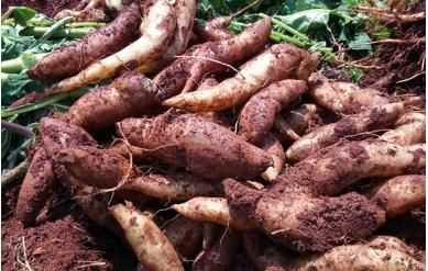 雪蓮果皮可以吃嗎，雪蓮果干上的白色粉末是什么東西？圖7