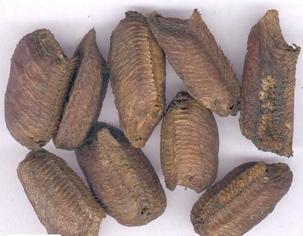 桑螵蛸是什么，螳螂的螵蛸是什么樣的？圖1