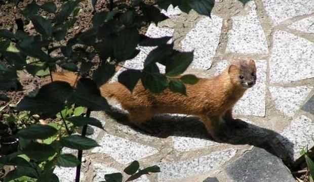 黃鼠狼吃老鼠嗎，黃鼠狼喜歡死老鼠嗎？圖3