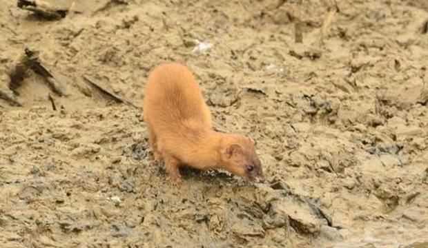 黃鼠狼吃老鼠嗎，黃鼠狼喜歡死老鼠嗎？圖5