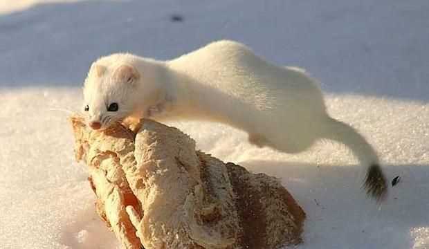 黃鼠狼吃老鼠嗎，黃鼠狼喜歡死老鼠嗎？圖6