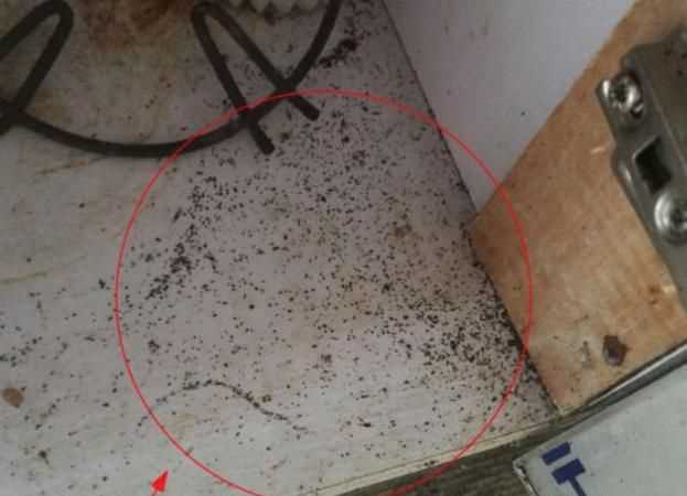 怎樣快速有效的消滅蟑螂