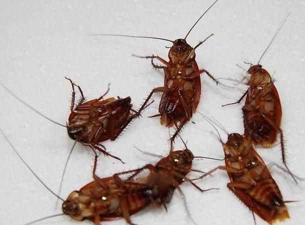 家里為什么會有蟑螂 什么原因引起的