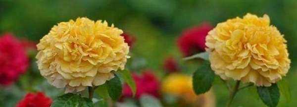 過期的雪碧能澆花,過期的雪碧能澆花嗎圖1