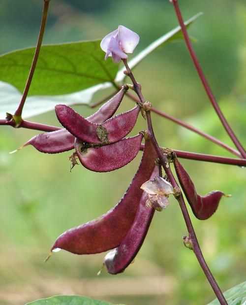 豆莢投放是什么