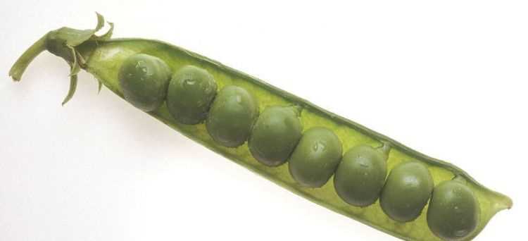 豆莢是什么形狀的