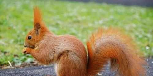 什么動物和老鼠相似但比老鼠的尾巴粗