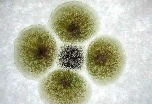 橘子上的霉斑屬于生物，判斷的依據(jù)是什么