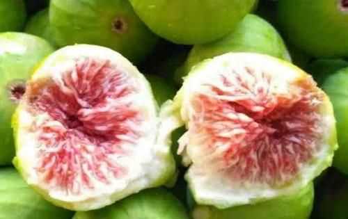 無花果和木蓮果有什么區(qū)別