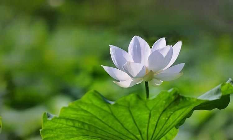 七月份屬于什么夏