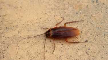 蟑螂害怕什么氣味,蟑螂怕什么氣味和東西圖2