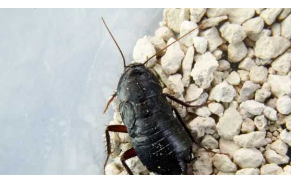 蟑螂害怕什么氣味,蟑螂怕什么氣味和東西圖4