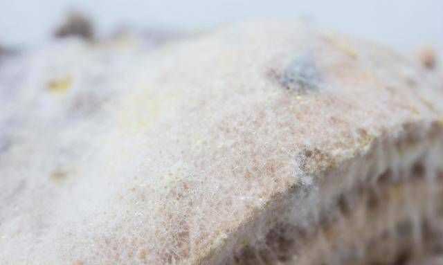 冷凍的饅頭會(huì)有黃曲霉菌嗎