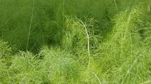 小茴香菜的作用與功效都有哪些