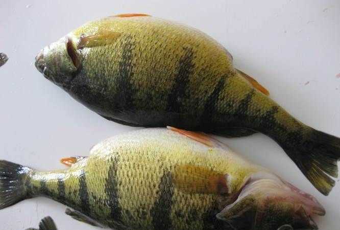 買活鱸魚殺了魚肚發(fā)黃咋回事