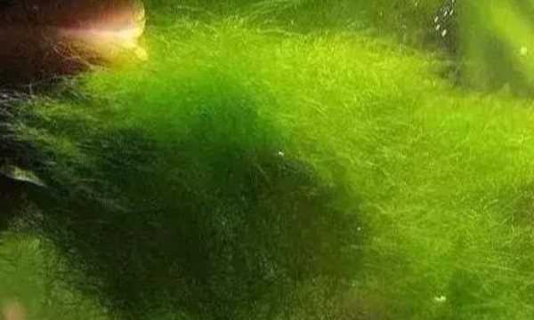 水中青苔怎么快速清除,水池邊青苔怎么快速清除圖1