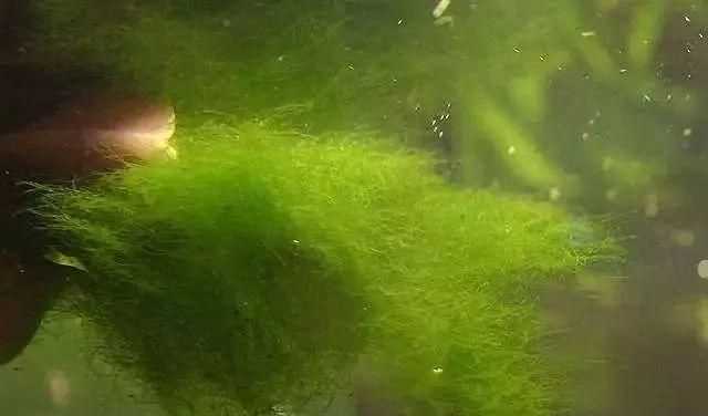 水里長(zhǎng)青苔怎么處理