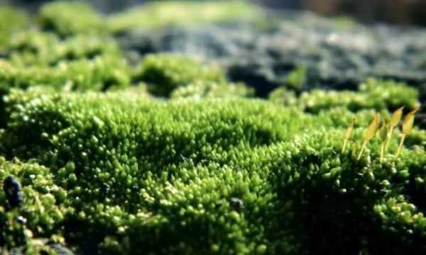 水中青苔怎么快速清除,水池邊青苔怎么快速清除圖3