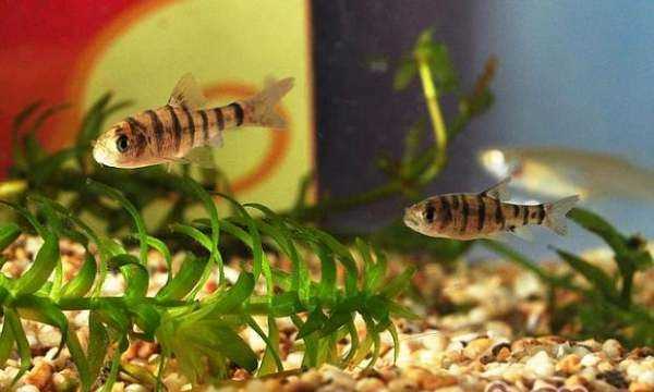 水中青苔怎么快速清除,水池邊青苔怎么快速清除圖5