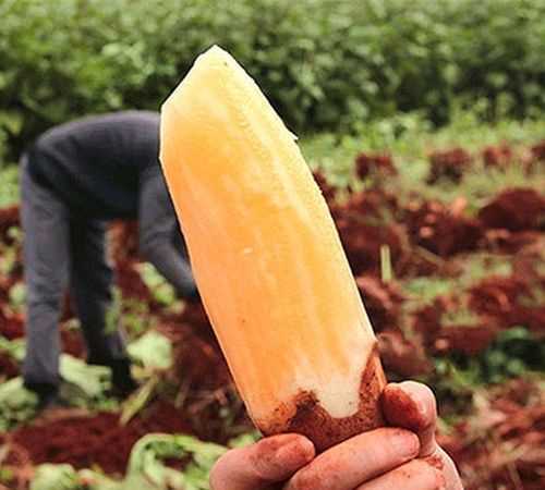 天山雪蓮果和紅薯的區(qū)別