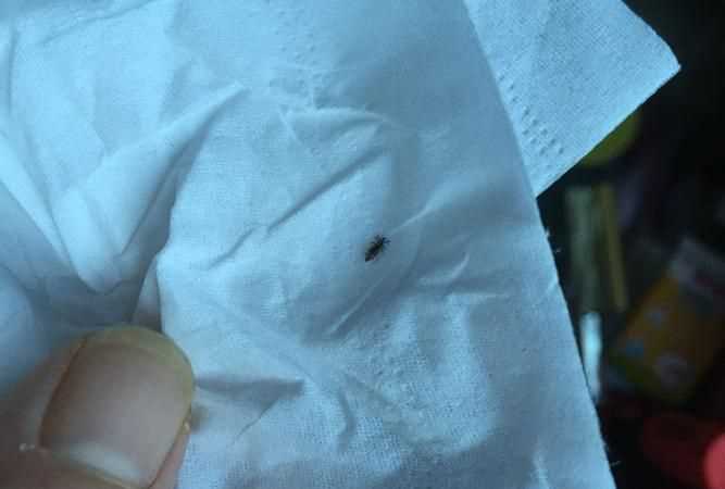 陰虱會(huì)爬到被子或者床單里么