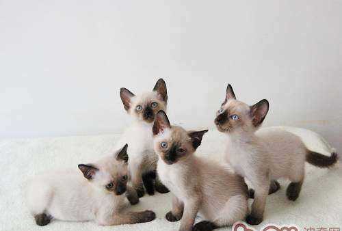 暹羅是哪個(gè)國(guó)家,暹羅國(guó)是現(xiàn)在的哪里圖4