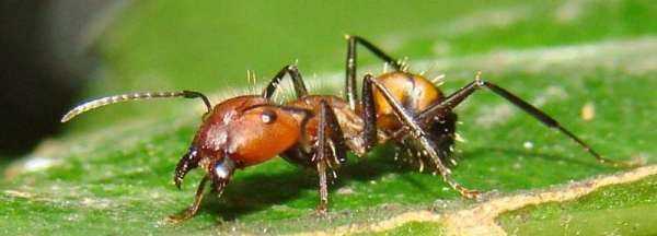 如何用螞蟻洞辨別方向,如何利用螞蟻洞辨別方向圖1