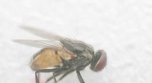 有什么辦法可以驅(qū)趕房間內(nèi)的蒼蠅我試過食醋，大蒜都沒用