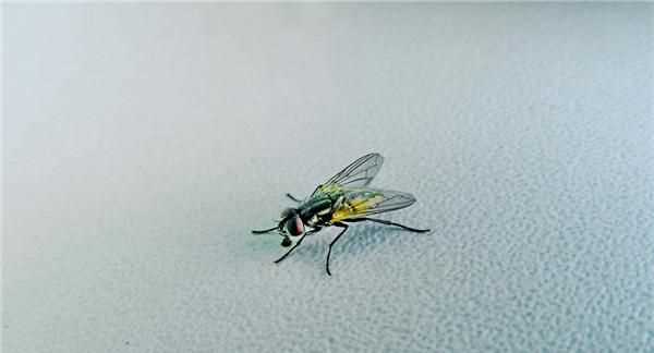 身上涂抹什么驅(qū)蒼蠅