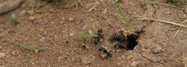 如何用螞蟻洞辨別方向,如何利用螞蟻洞辨別方向圖4