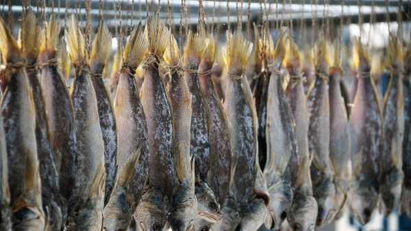 網(wǎng)絡(luò)語(yǔ)咸魚(yú)是什么意思,網(wǎng)絡(luò)流行語(yǔ)咸魚(yú)是什么意思圖1