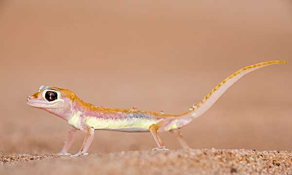 壁虎尾巴斷了為什么能再生,為什么壁虎的尾巴斷掉還能長出來呢圖2