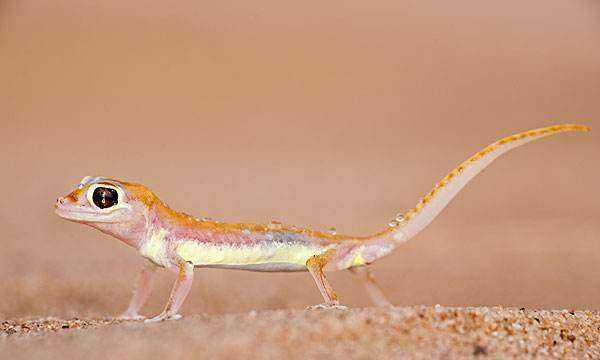 壁虎尾巴斷了為什么能再生,為什么壁虎的尾巴斷掉還能長出來呢圖5