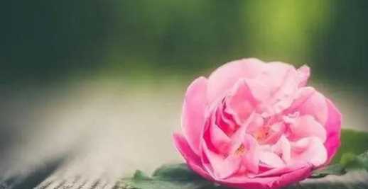 活得通透是什么意思,活的通透的意思圖1