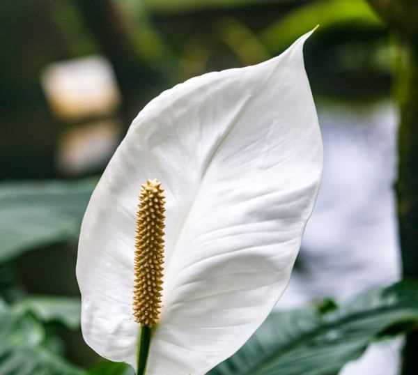 白掌的作用與功效,白掌的作用和功效圖3