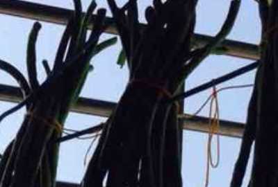 怎樣泡酸豆角好吃,醋泡酸豆角的做法大全圖4