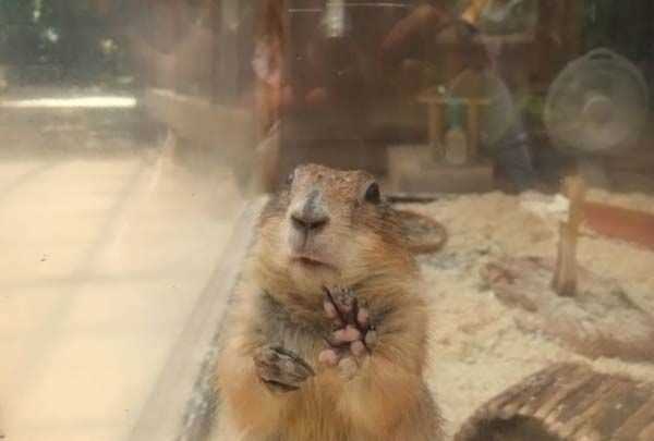 九九歸一打一生肖是什么